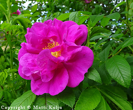 Rosa Rugosa-Ryhmä 'Heinrich Ilmari', tarhakurtturuusu